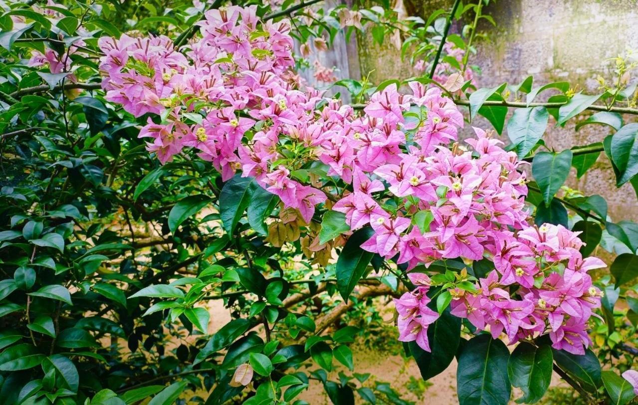 Marari Charlys Homestay Alappuzha Esterno foto